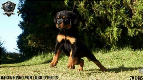 Filhotes De Rottweiler - Linhagem De Campeões (machos)