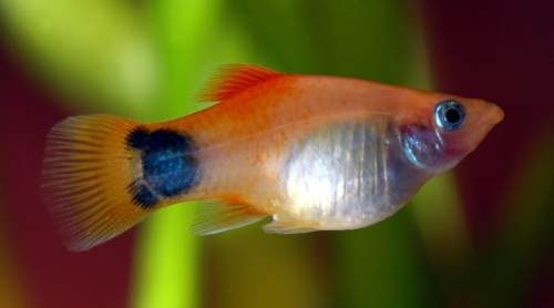 Platy Surtido Hot Sale Por Mundo Acuatico