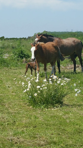 Lote En Virrey Del Pino B.sem/cerrado Cruz Del Sur Km 46 Lote De 1900 M2. Documentos Al Día. Lote Con Escritura