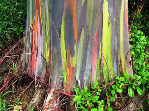 Imagem 5 de 6 de 300 Sementes Eucalipto Arco Iris Deglupta Colheita Própria!