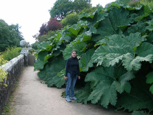 Gunnera Manicata - 20 Sementes Raras - Comida De Dinosauros