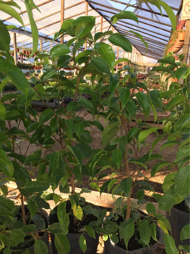 Ficus, Árbol Ficus