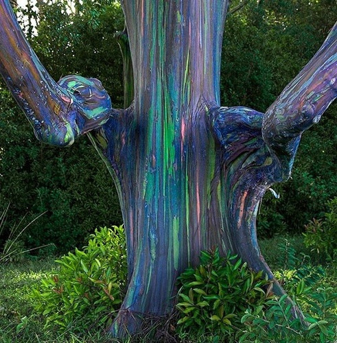Imagem 4 de 6 de 300 Sementes Eucalipto Arco Iris Deglupta Colheita Própria!