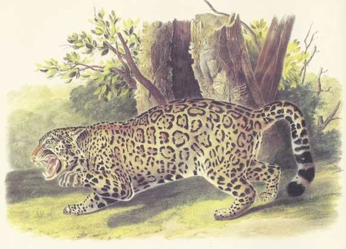 Ilustracion Lamina 45 X 30 Cm. - Fauna - Jaguar - Animales