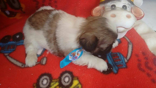 Shih Tzu Fêmea Micro