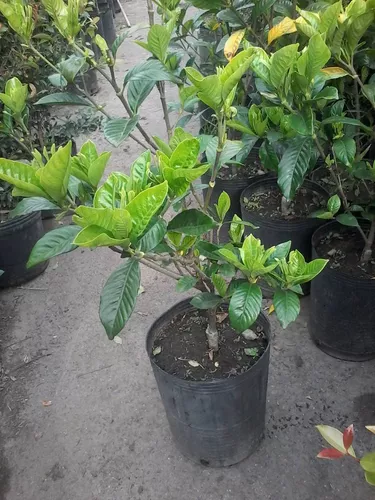 Jazmín Del Cabo Injertado Gardenia Jasminoide