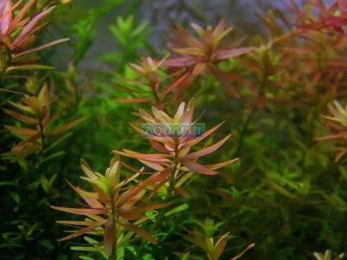 Planta R12 Rotala Sp.(pink)