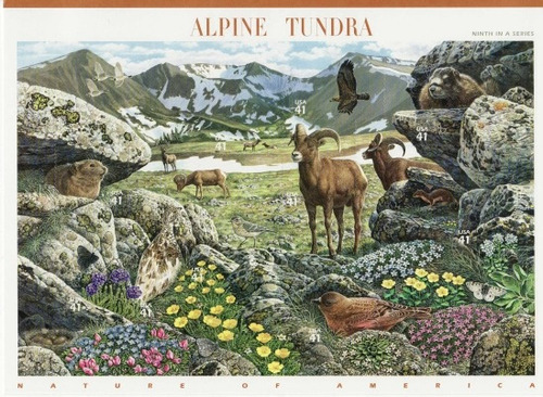 Lámina 45 X 30 Cm. De Sellos De Animales De La Tundra Alpina