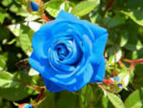 20 Sementes De Rosa Azul Rara Exótica - Flor 