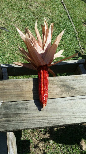 Milho Indígena Peruano Vermelho