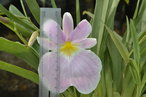 Semillas De Orquídea Miltonia.