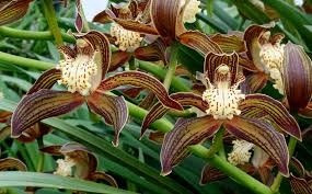 Semilla Orquídea