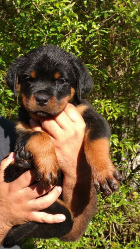 Filhotes De Rottweiler - Linhagem De Campeões