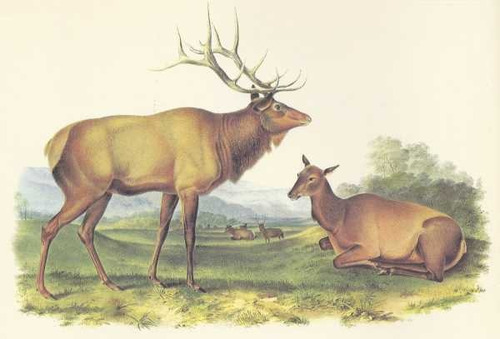 Ilustracion Lamina 45 X 30 Cm. - Fauna - Ciervos - Animales