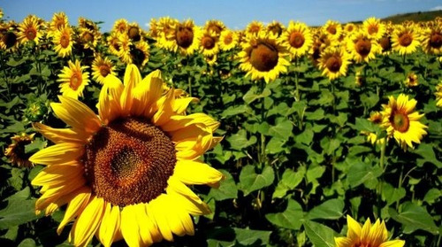 Vinte Mil Sementes De Girassol Miúdo, Culinária Ou Plantio