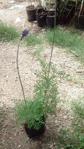 Planta De Lavanda Inglesa Especie Rara