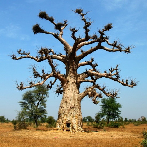 Baoba Adansonia Digitata Sementes Frescas Colhidas No Brasil