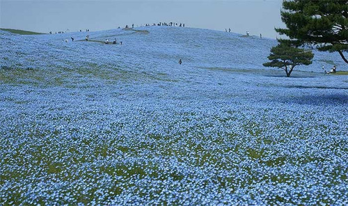 Nemophila Menziesii Baby Blue Eyes Flor Sementes Para Mudas