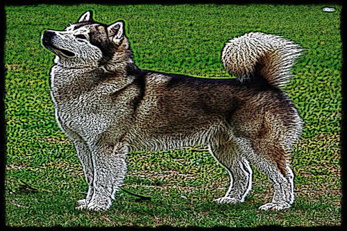 Perro Siberiano - Alaskan Malamute - Lámina 45 X 30 Cm.