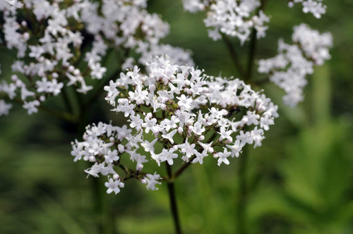 30 Sementes De Valeriana Valeriana Officinalis Erva Flor