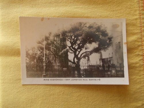 392-postal  Pino Histórico, San Lorenzo, Santa Fe. Año 1950