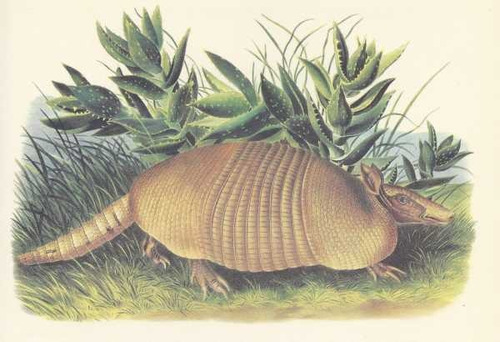 Ilustracion Lamina 45x30cm. - Fauna - Armadillo Tatu Mulita