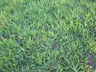 Sementes De Grama Batatais Incrustada (1 Kg Rende Até 150m2)