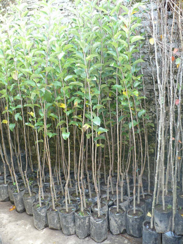 Imagen 3 de 6 de Frutales Manzanos,ciruelos,chabacanos,nectarinos,duraznos...