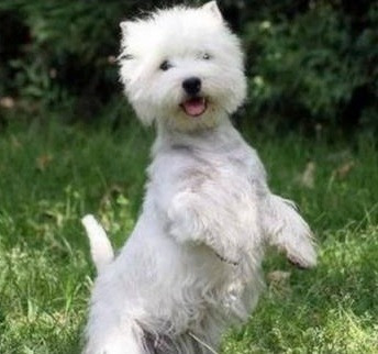 Sepa Todo Sobre West Highland White Terrier + Envío Gratis