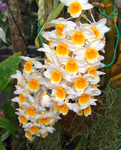 Muda Grande Da Linda Orquídea Dendrobium Thyrsiflorum Adulta