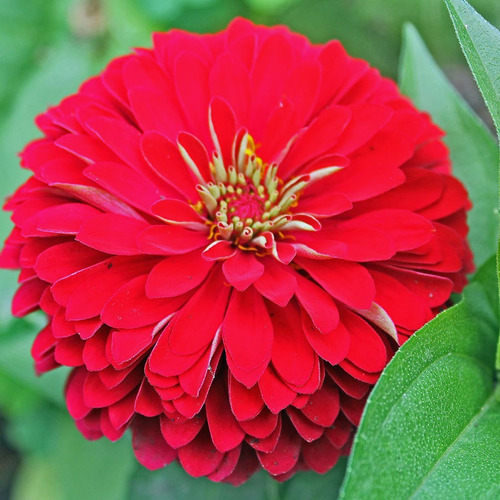 Zinnia Flor De Dália Vermelha Flor Zinnias Zinia Sementes | MercadoLivre