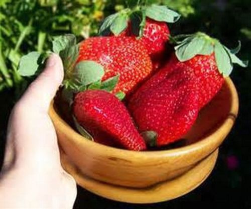 Imagem 4 de 7 de 20 Sementes De Morango Gigante Frutas Fruta Para Mudas