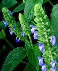 Salvia Hispanica Chía 800 Semillas Planta De Sol Sdqro2