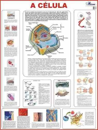 Mapa A Célula - Corpo Humano 120 X 90 Cm
