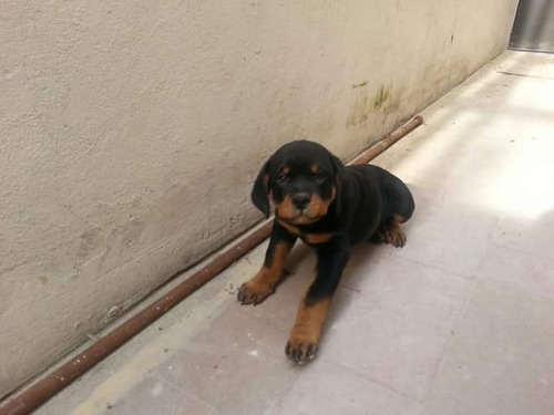 Excelentes Cachorras Rottweiller