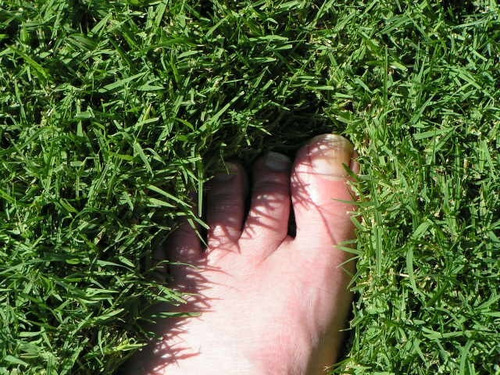 Imagen 4 de 6 de Bermuda Grass 500 Gr ( Grama Gramilla Chipica ) Semillas