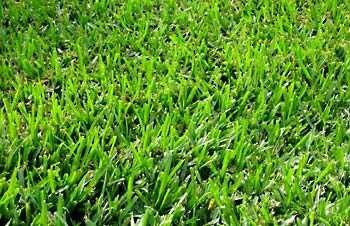 Imagen 3 de 6 de Bermuda Grass 500 Gr ( Grama Gramilla Chipica ) Semillas