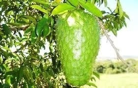 Mudas De Graviola Morada Gigante