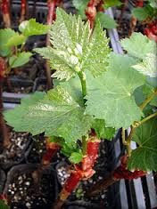 Plantines Uva Malbec