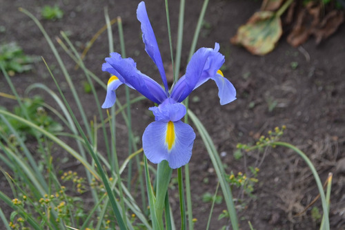 Semilla De Iris Azul.