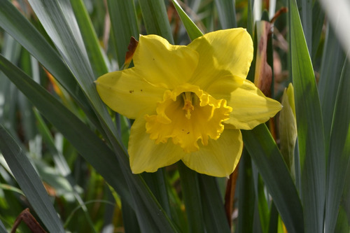 Semilla De Narciso Amarillo (tulipán Estrella)
