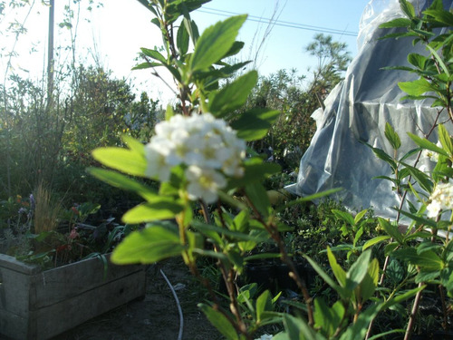 Planta Copo De Nieve Corona De Novia Arbusto Floral