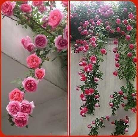 Semillas Exóticas.rosal Trepador Enredadera Rosa.flores