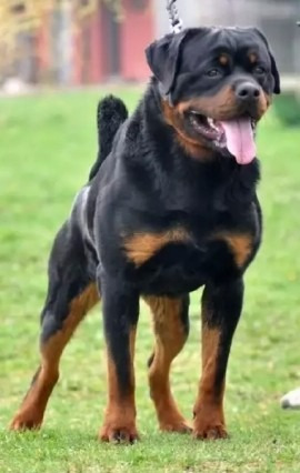 Filhotes De Rottweiler - Linhagem De Campeões (fêmeas)