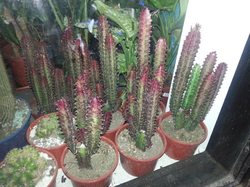 Cactus Euforbia Rubra Medianos