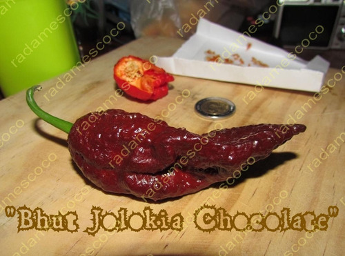 Semillas De Chile Bhut Jolokia Chocolate