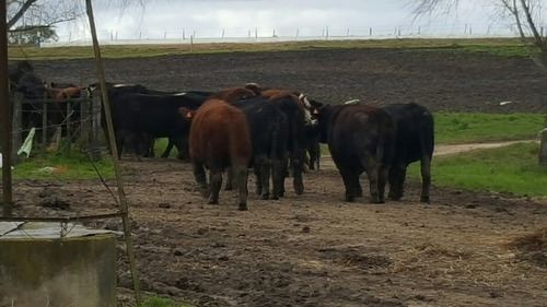 Imagen 2 de 4 de 35 Novillos Raza Carnicera Semi Feed Loot 480/520kg