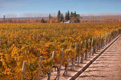Finca Super Premium En Valle De Uco, La Consulta. Mendoza