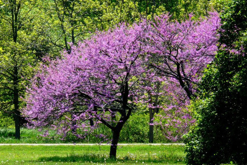 Plantines De Cercis Siliquastrum - Ábol De Judea