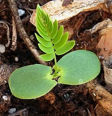 39 Semillas De Nogal Criollo (juglans Australis)
